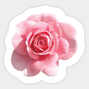 Pink Roses Sticker